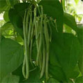 French beans